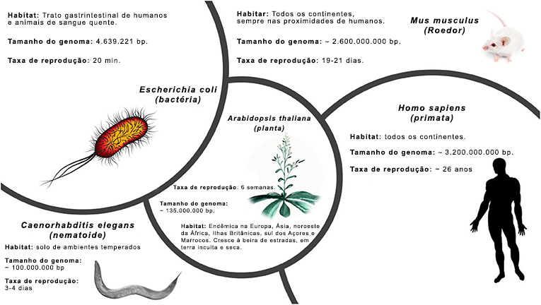 Tipos De Evolução