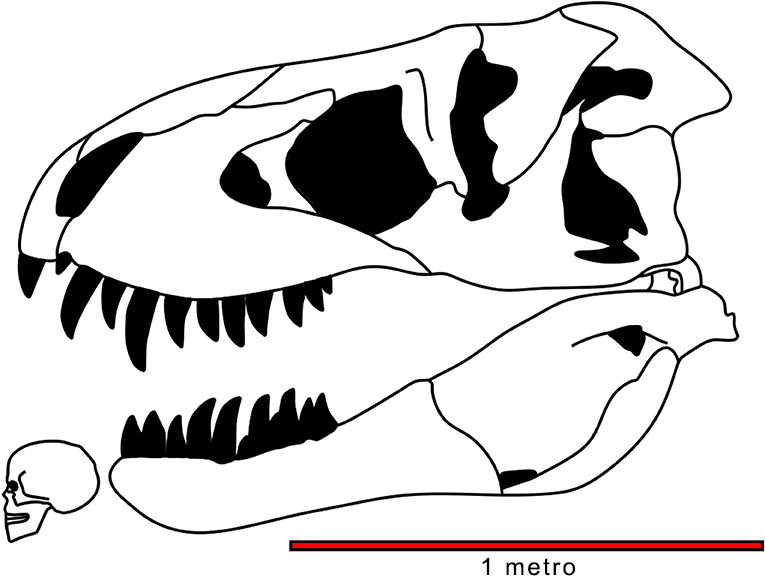 Como desenhar um Tyrannosaurus Rex (T. Rex)