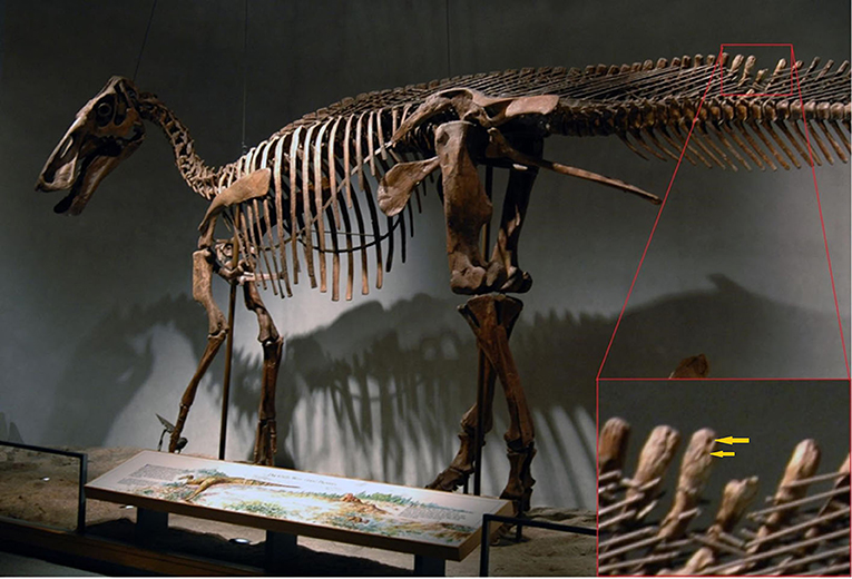 O Diário do T-Rex, O Predador, Vai conseguir de caça hoje?