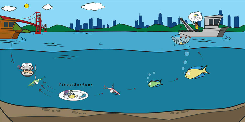 Ilustração da cadeia alimentar no mar envolvendo fitoplânctons, zooplânctons, moluscos e peixes