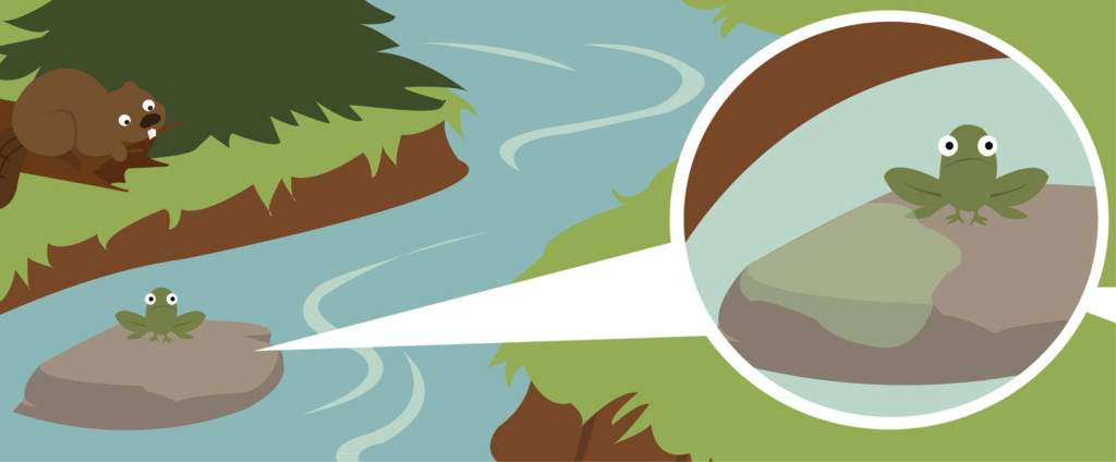 Ilustração de um castor na beira de um rio e um sapo em cima de uma pedra no meio da correnteza, na lateral direita da imagem tem um close do sapo com um liquido verde ao seu lado em cima da pedra.  