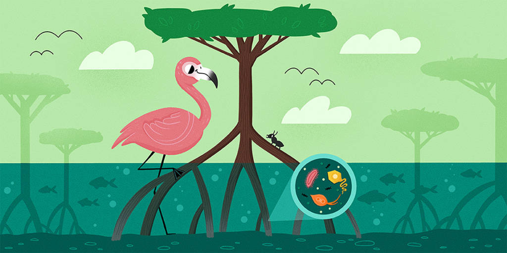 Ilustração de um manguezal com alguns animais. Um zoom revela microrganismos presentes no ambiente.
